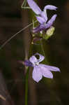 Glade lobelia